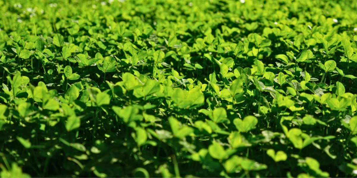 Living green manure